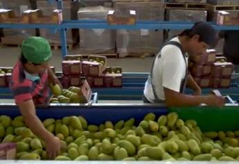 Sinaloa es el mayor productor de mango de México en el último año 