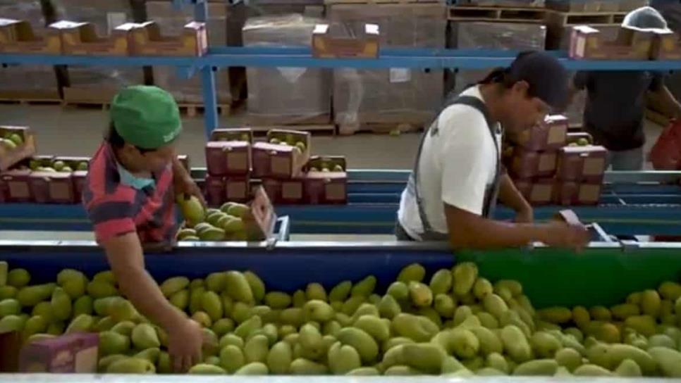 Sinaloa es el mayor productor de mango de México en el último año 