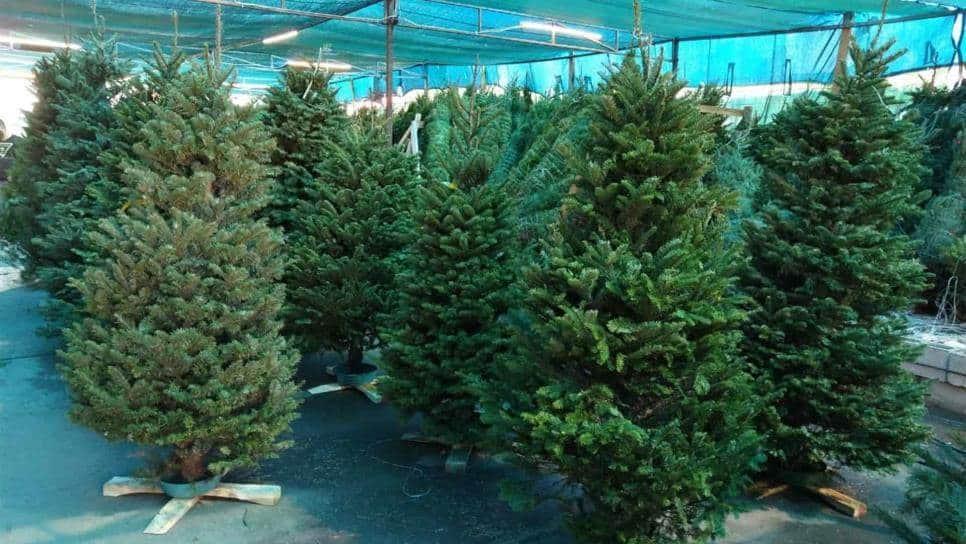 Mazatlán: Dónde y cómo reciclar tu árbol de Navidad después de las fiestas