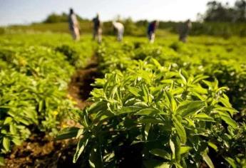 Heladas no afectan los cultivos, es la temperatura ideal para lo que se cultiva en invierno: Secretario de Agricultura