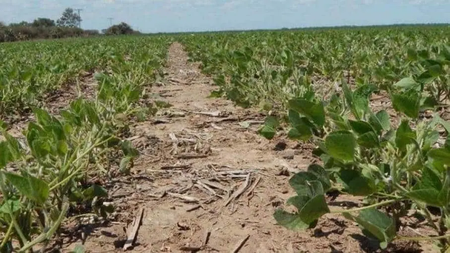 El Carrizo registra frío de 3.8°C; productores no reportan daños por heladas
