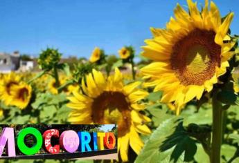 Inicia la temporada de girasoles 2024 en Mocorito, Sinaloa