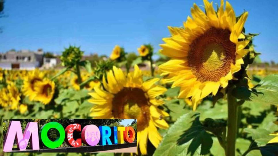 Inicia la temporada de girasoles 2024 en Mocorito, Sinaloa