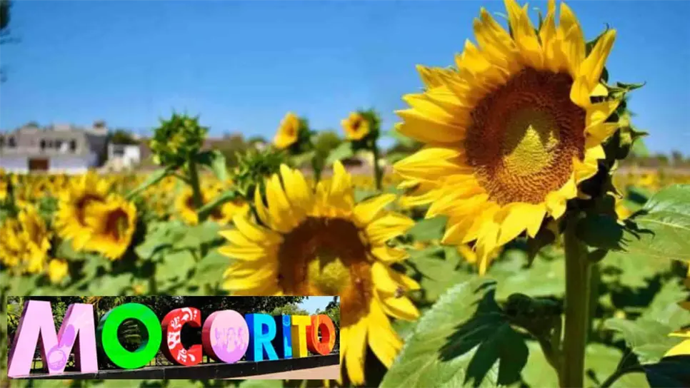 FOTO: Campo de girasoles de Mocorito, Sinaloa, México.