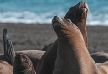 ¿Dónde ver lobos marinos en Mazatlán?