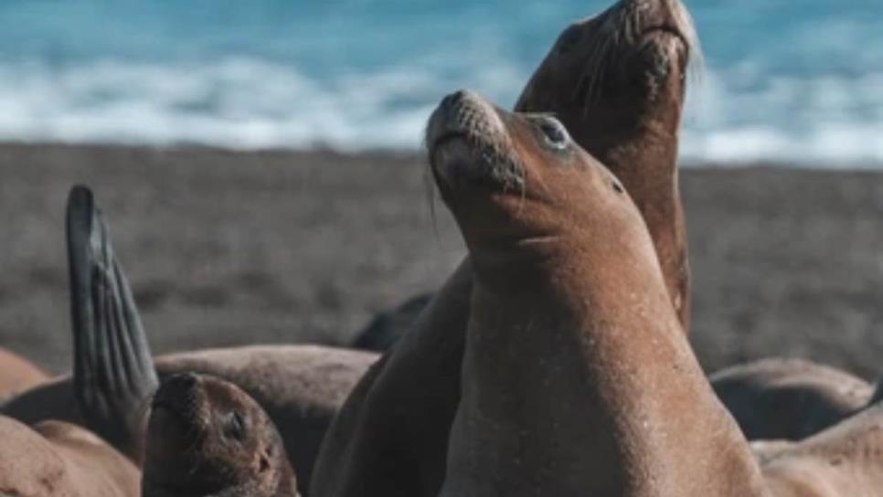 ¿Dónde ver lobos marinos en Mazatlán?