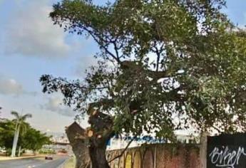 Multarán a constructora por podar un árbol sin permiso en Mazatlán