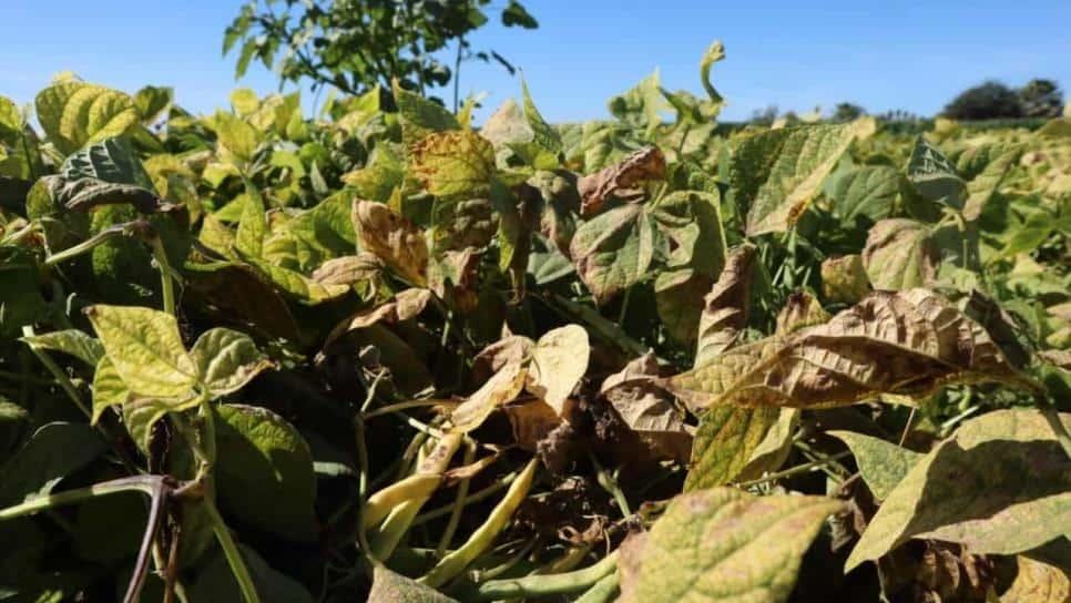 Heladas sorprenden a productores sin seguro agrícola en Sinaloa