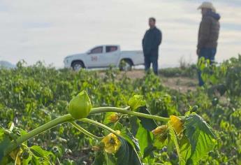 ¿Cuántas hectáreas se dañaron por heladas en el valle del Carrizo? 