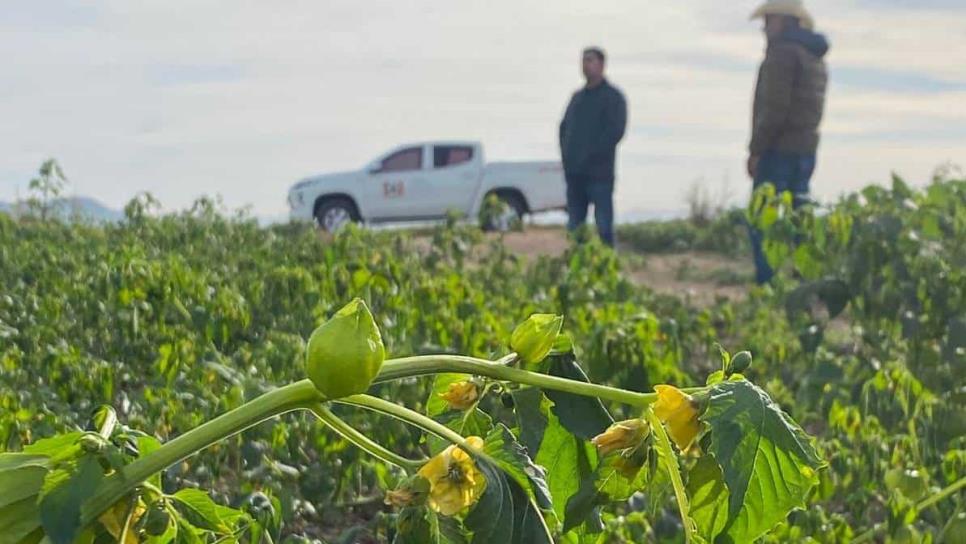 ¿Cuántas hectáreas se dañaron por heladas en el valle del Carrizo? 