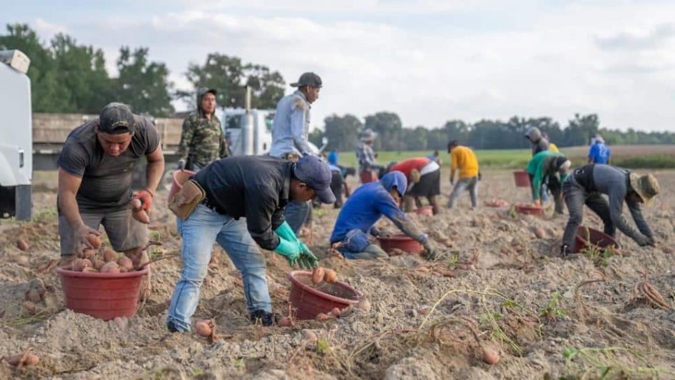 Se reduce en un 70 % el trabajo infantil en campos agrícolas del norte de Sinaloa