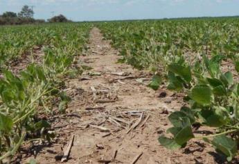 No hay afectaciones en El Fuerte por bajas temperaturas, asegura Gildardo Leyva