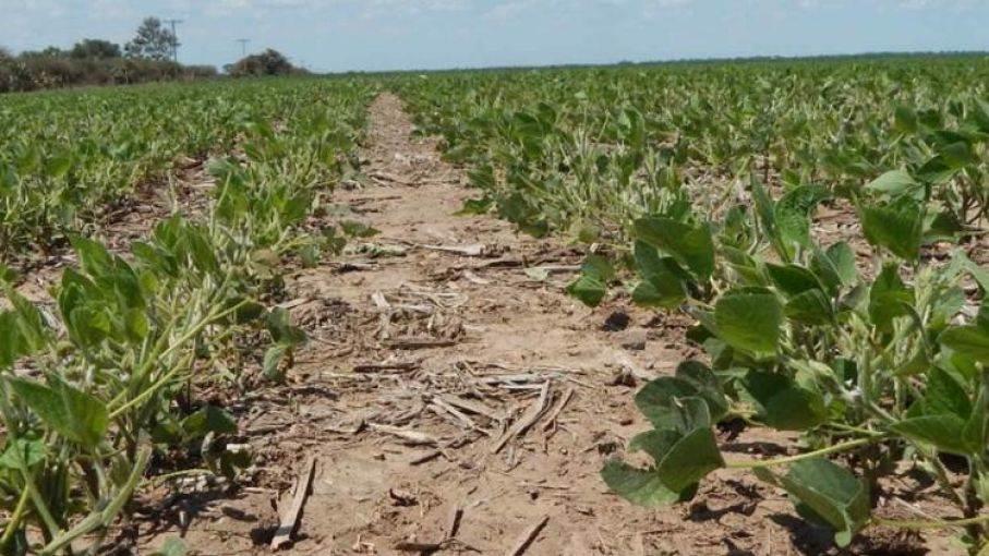 No hay afectaciones en El Fuerte por bajas temperaturas, asegura Gildardo Leyva