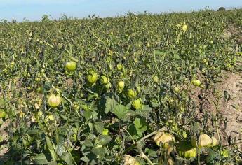 Daño total en tomatillo por heladas en El Carrizo