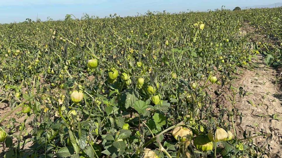 Daño total en tomatillo por heladas en El Carrizo