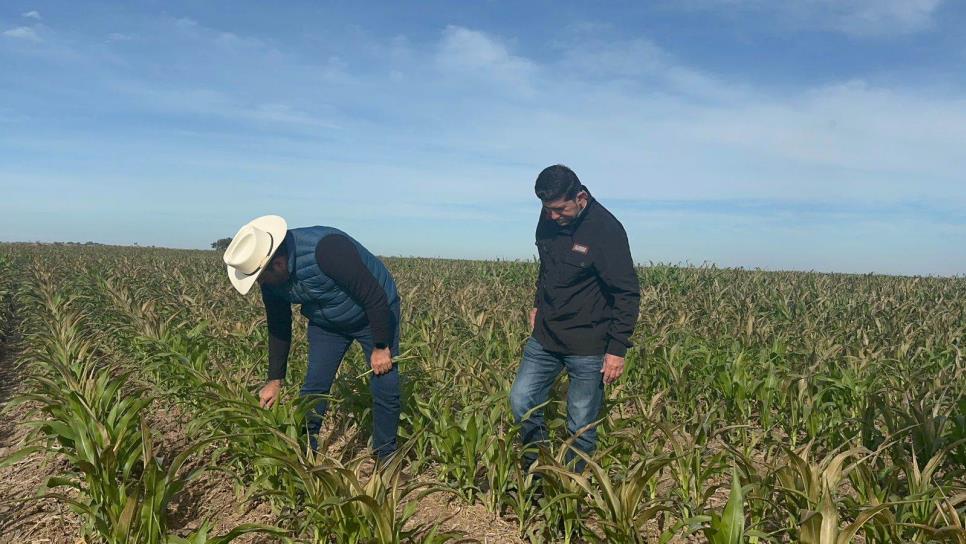 Suman mil 023 hectáreas con daños por heladas en el Valle del Carrizo