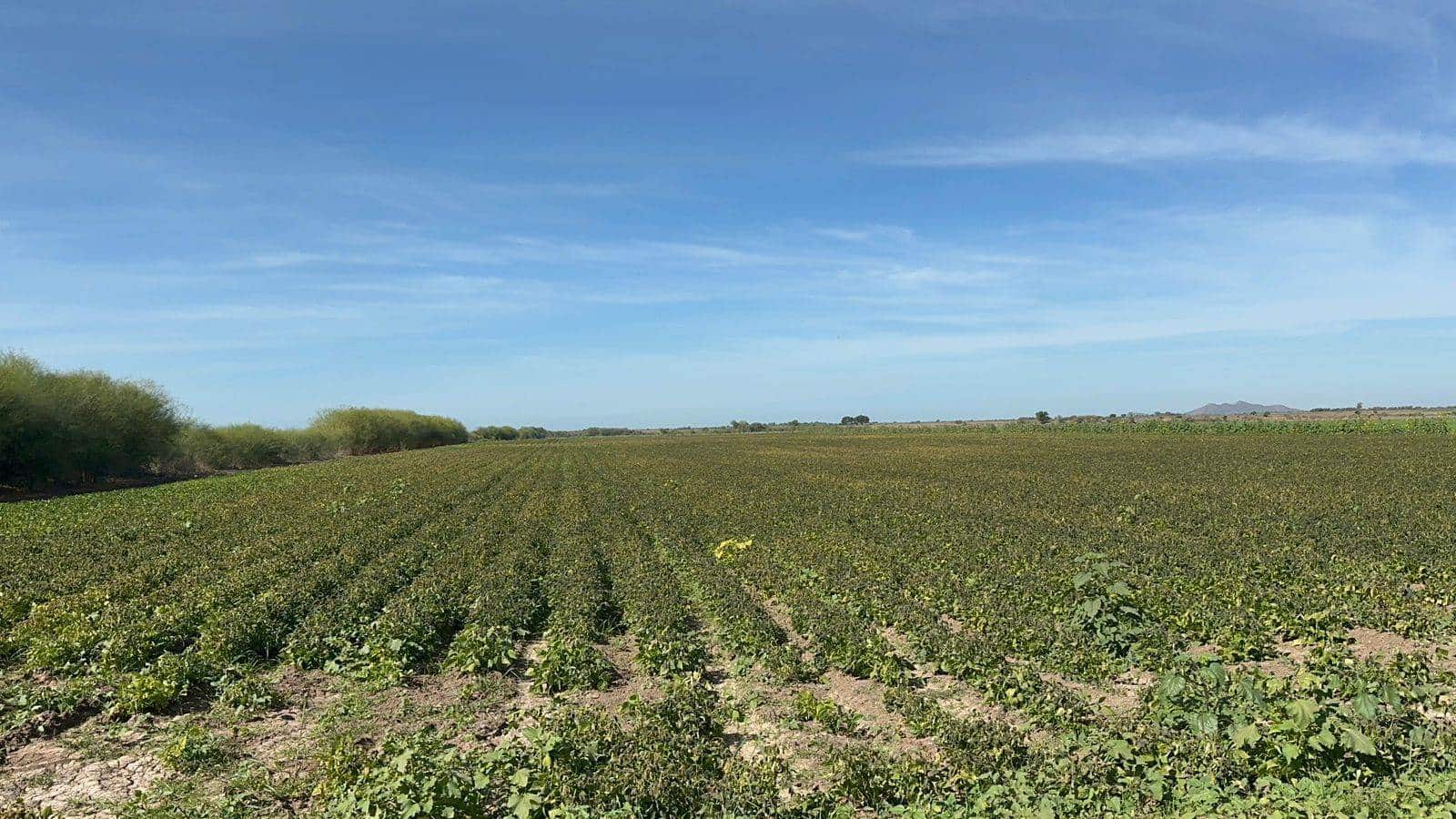 Se espera que este sea un buen año para Sinaloa. FOTO: Luz Noticias