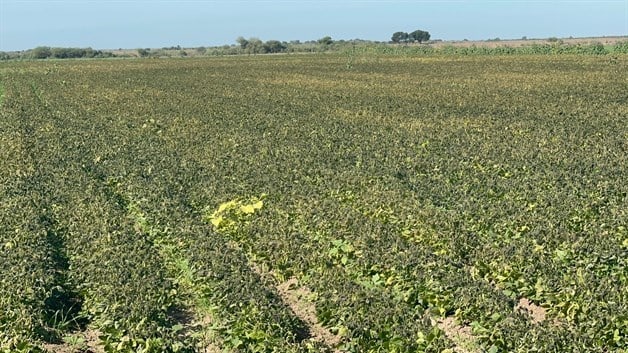 Así es el microclima de El Carrizo que lo convierte en la zona más