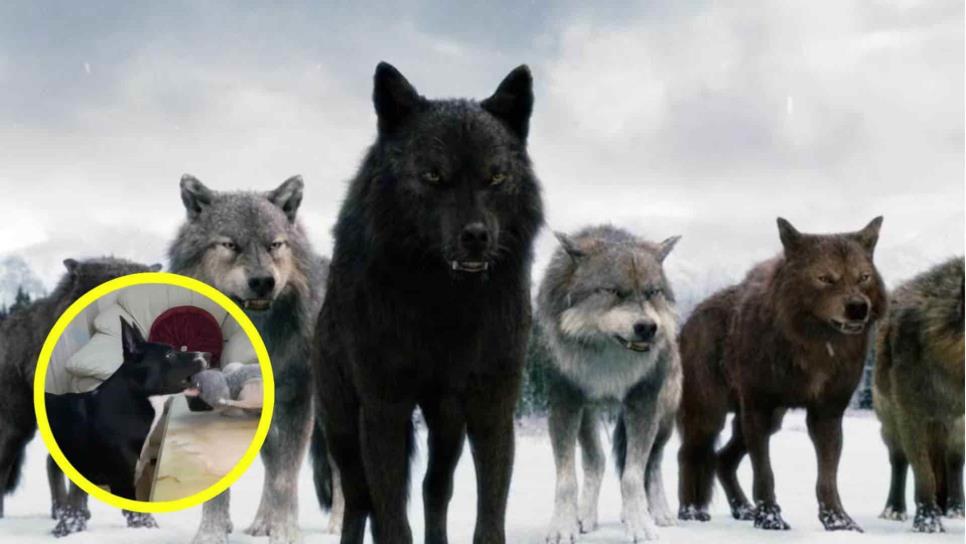 Perrito se vuelve viral por su reacción a película de Crepúsculo | VIDEO