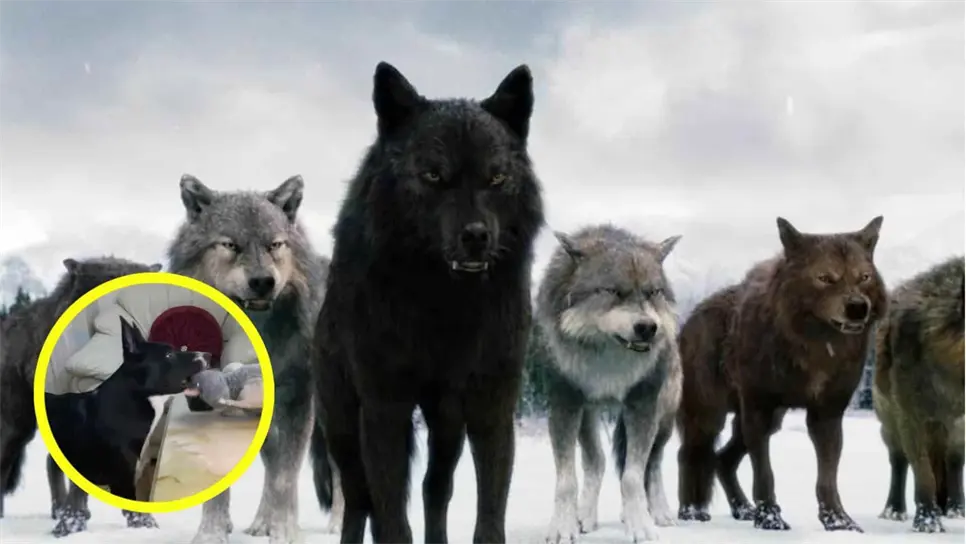 FOTO: Perrito reacciona a película de Crepúsculo.