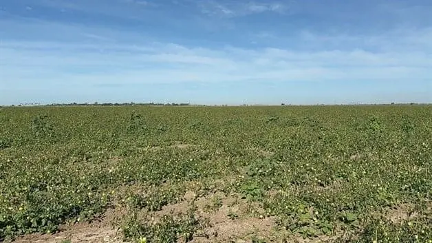 Las bajas temperaturas han causado estragos en los diversos cultivos en El Carrizo.