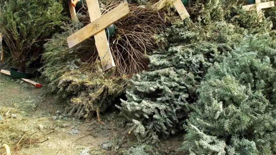 Cabe señalar que los pinos recolectados se utilizarán para la creación de composta para las plantas en parques y camellones de la ciudad.