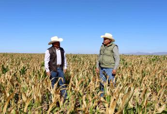 Sube a 2 mil 228 hectáreas con daños por heladas en el norte de Sinaloa