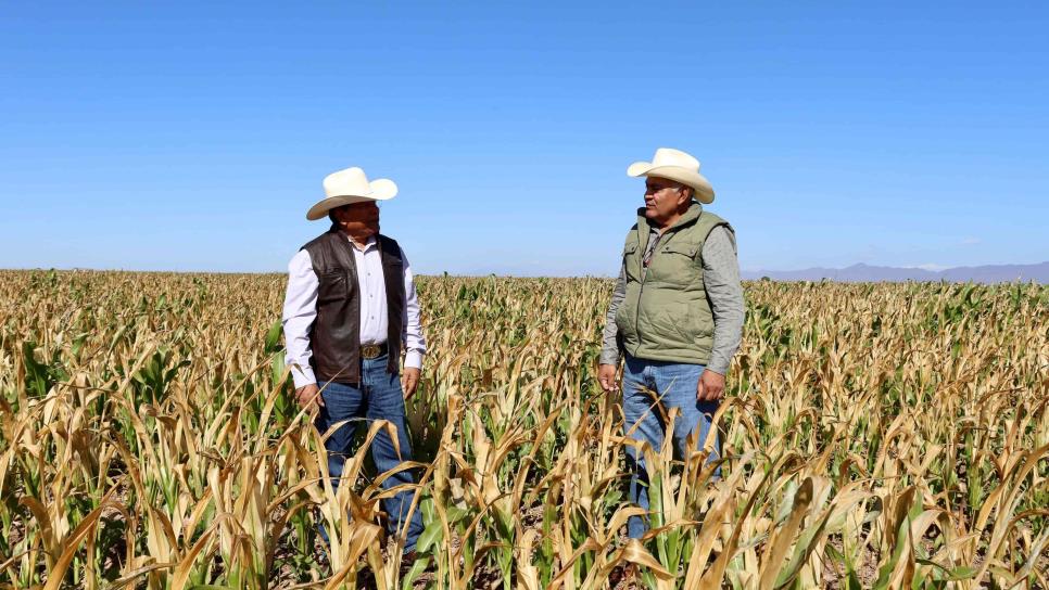 Sube a 2 mil 228 hectáreas con daños por heladas en el norte de Sinaloa