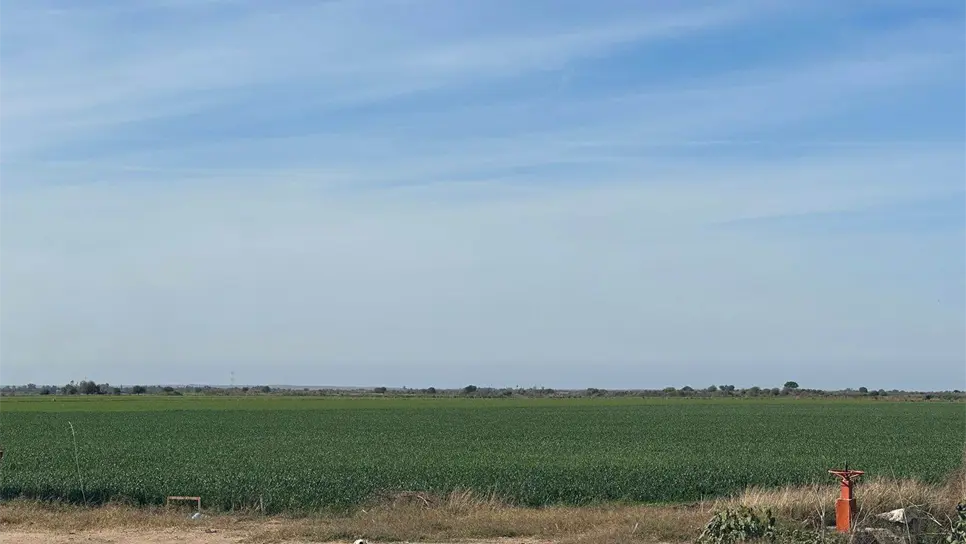 El 47% de la superficie en Sinaloa no cuentan con permiso para sembrar. | FOTO: Luz Noticias.