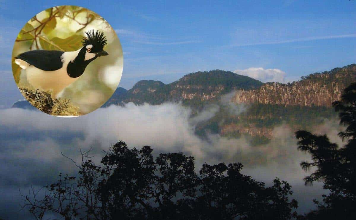 Reserva Chara Pinta: Un bosque escondido ideal para observar aves en Sinaloa