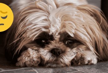 Depresión en perros: Conoce los síntomas y soluciones