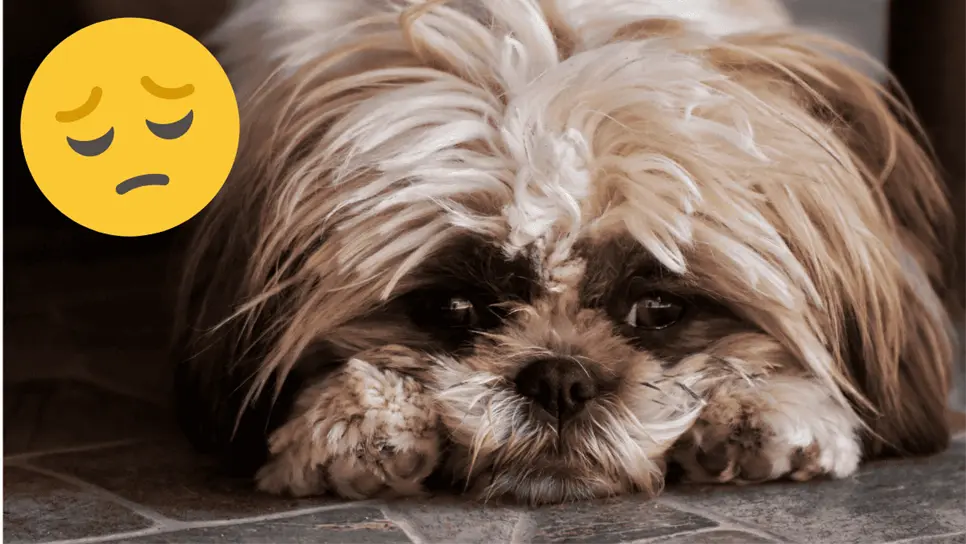 Los síntomas de la depresión pueden variar de un perro a otro. FOTO: Pexels