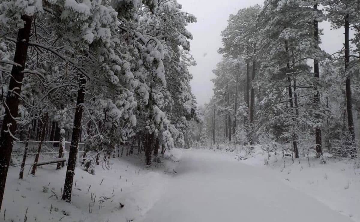 FOTO: Cortesía/Facebook/LaRosilla.