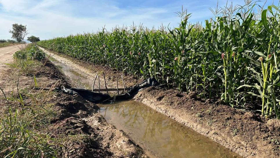 Agricultores intensifican programa de rescate de agua por sequía en Sinaloa 