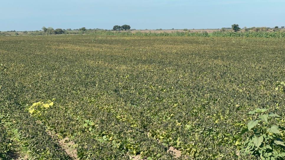 Alerta por lluvias en el norte de Sinaloa; pone en riesgo cosecha de frijol