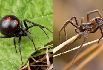 Araña violinista o viuda negra: ¿Cuál es la más venenosa?