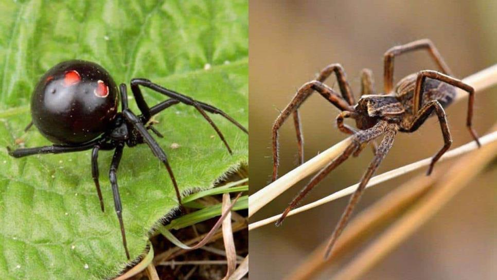 Araña violinista o viuda negra: ¿Cuál es la más venenosa?