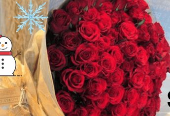 ¿Por qué las rosas se venden más caras en tiempo de frio?