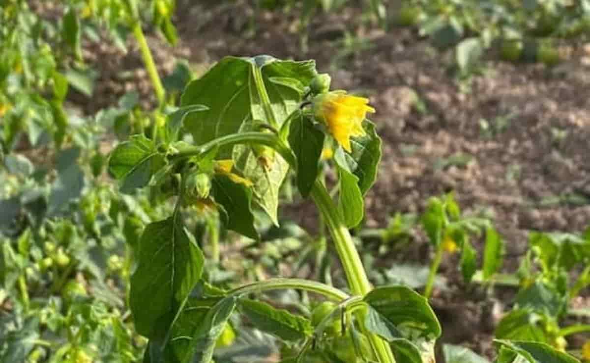 Heladas: a qué temperatura se originan y cuál es la más peligrosa