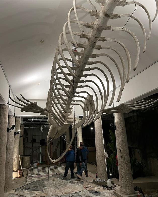 Revelan Detalles De C Mo Ser A El Museo Nacional De La Ballena En