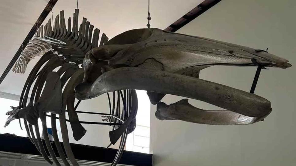 Revelan detalles de cómo sería el Museo Nacional de la Ballena en Mazatlán