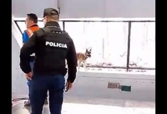 Perrito amenaza con lanzarse a las vías del metro y provoca caos en la línea 3 |VIDEO