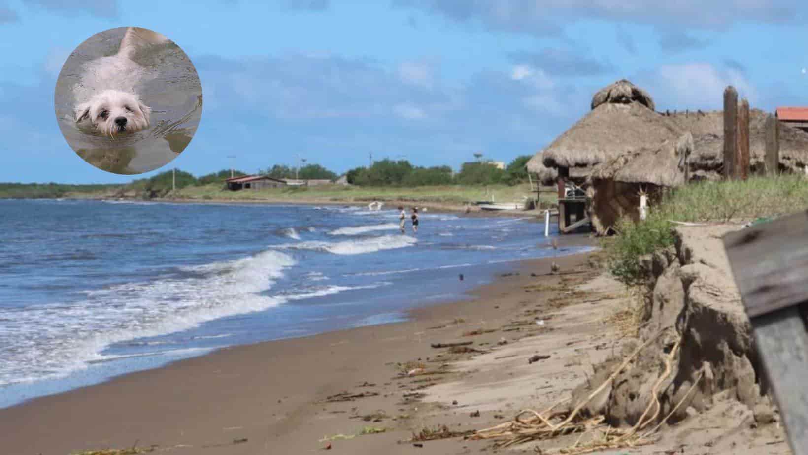 Crueldad animal no para en El Maviri; suman 12 perros y 2 gatos muertos. | FOTO: Temática.