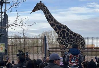 Trasladan a la jirafa Benito de Ciudad Juárez a Puebla gracias a presión de grupos ecologistas