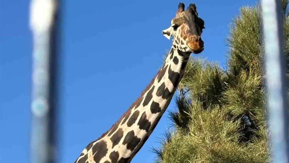 «Benito», la jirafa más famosa de México estuvo en Culiacán; conoce la triste historia de su traslado