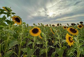 ¡Aún estás a tiempo!, Girasoles de Mocorito estarán disponibles una semana más