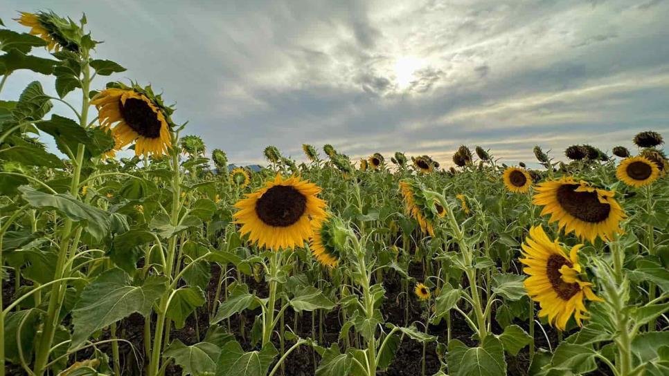 ¡Aún estás a tiempo!, Girasoles de Mocorito estarán disponibles una semana más