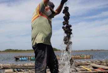 Sinaloa ocupa el tercer lugar en la producción de ostión en México