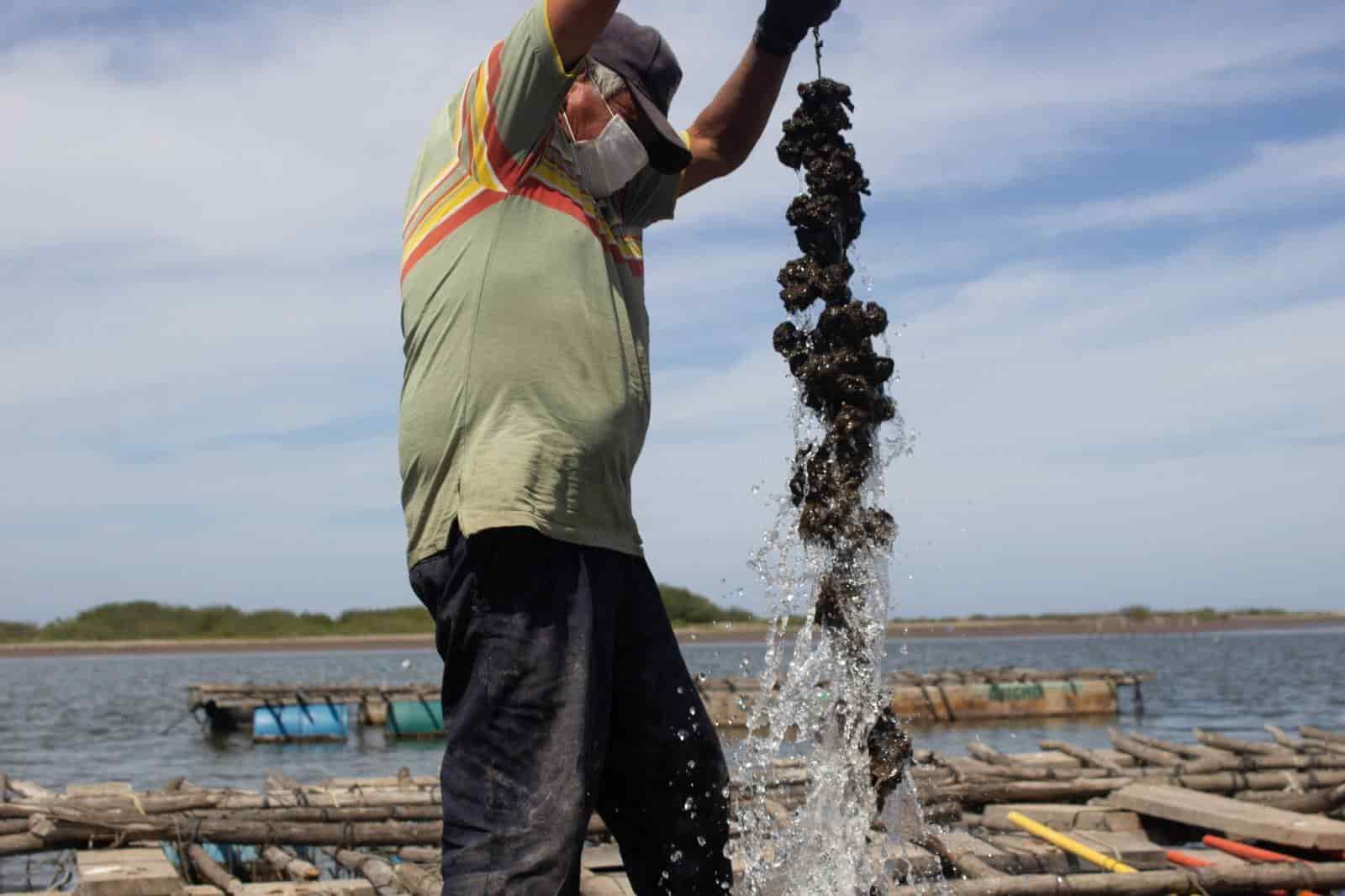 Producción de ostión en Sinaloa.