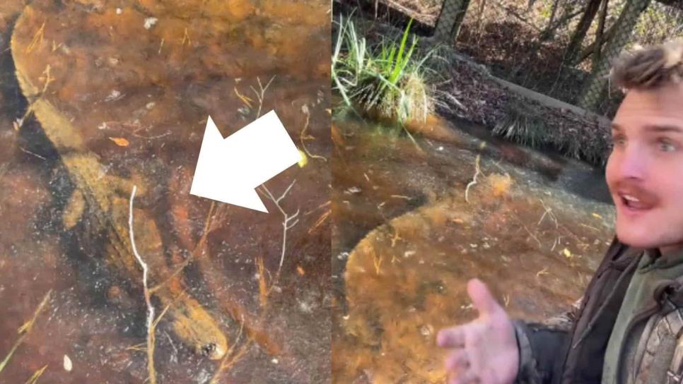 Captan caimán congelado en un lago, ¿estaba vivo? | VIDEO Captan caimán congelado en un lago, ¿estaba vivo? | VIDEO